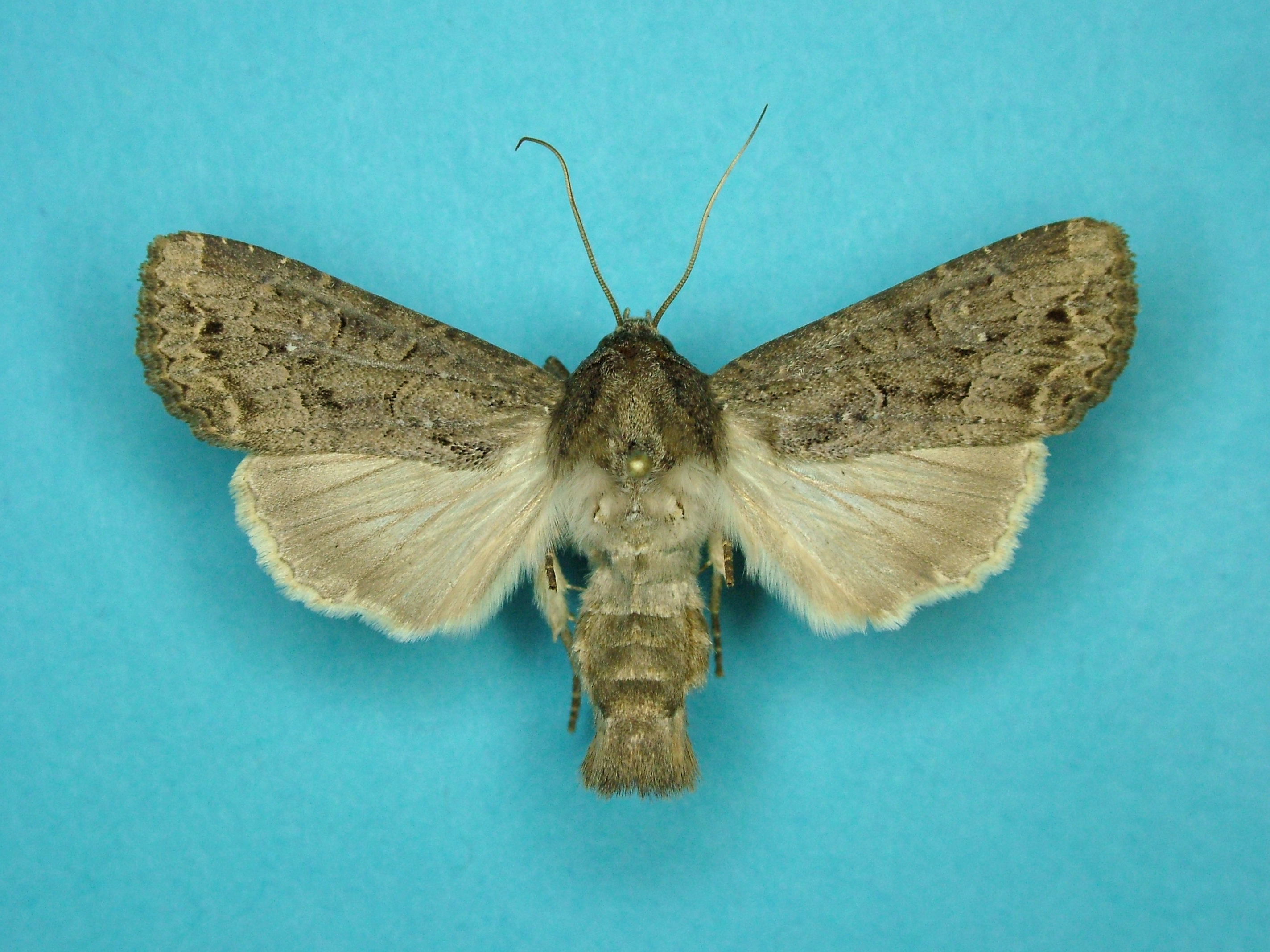 zeeuwse grasworteluil, Holwerd_20 7 2003_Gerrit Tuinstra.JPG